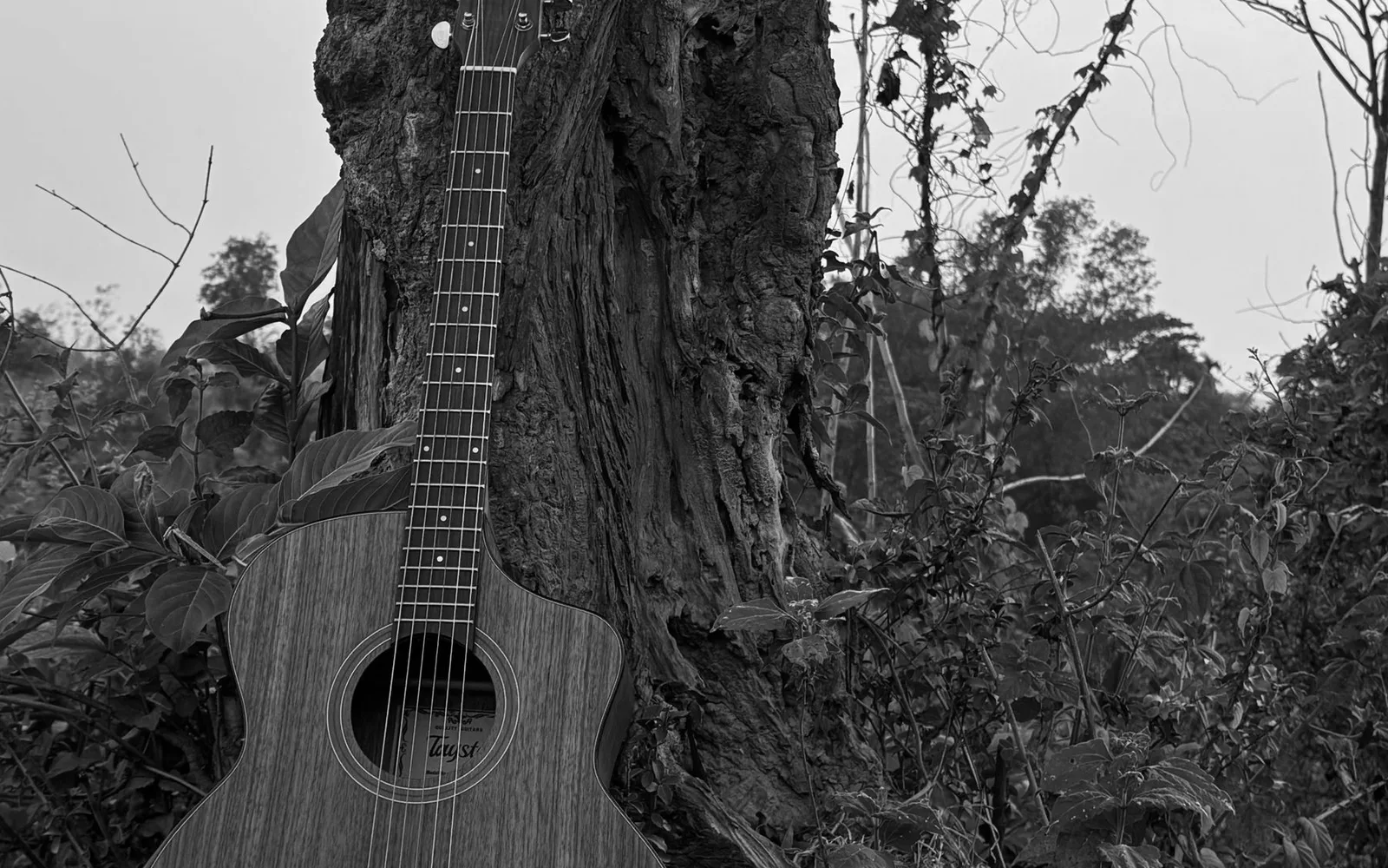 Una chitarra acustica appoggiata a un albero in un sereno ambiente forestale durante il giorno